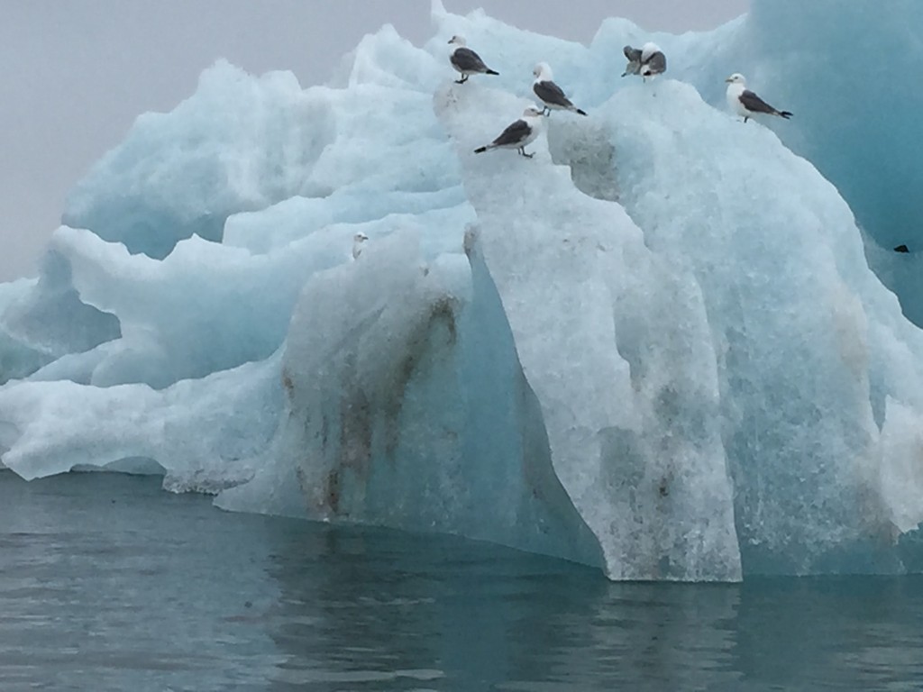 Iceberg for resting gulls