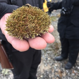 Sea urchin--a meal for a bird