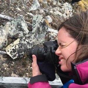 Amy captures the rock tripe within the fox trap