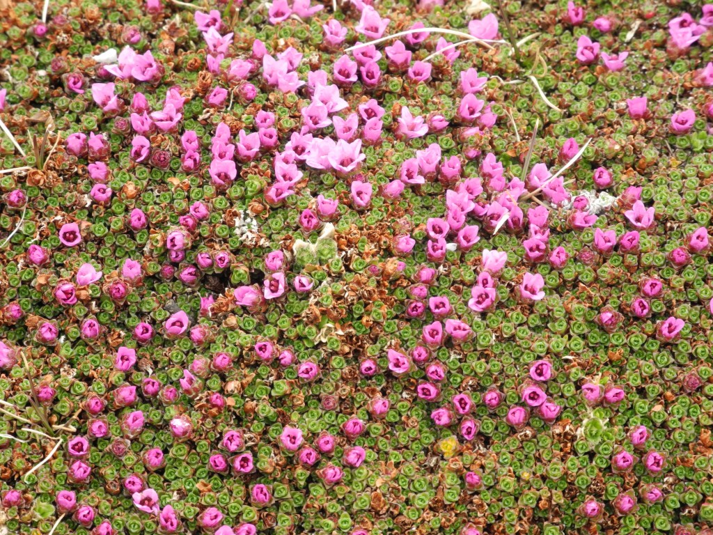 Purple saxifrage